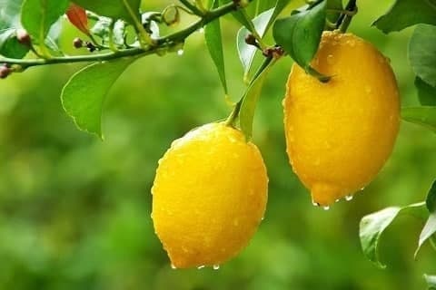 4-limonhhh